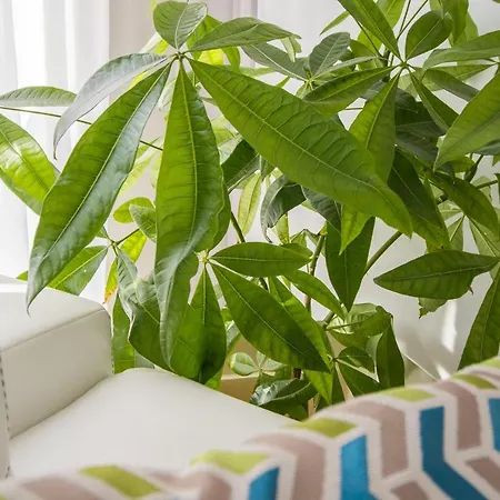 Penthouse At White Cliffs * ビャラ